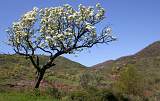  A blossoming apple tree at the head of the Salagou valley